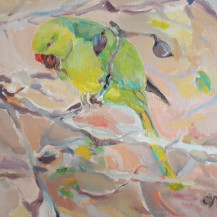 Parakeet in Almond Tree